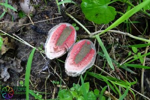 Clathrus archeri (1) (1200 x 800).jpg_product